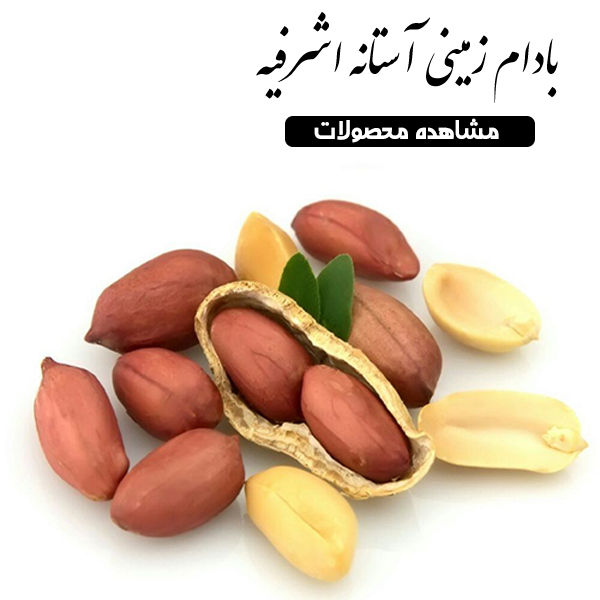 بنر بادام زمینی